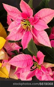 Pink and yellow christmas star frsh flowers background. christmas star flowers