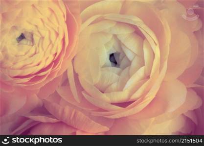 Pink and yellow color anemone flower bouquet background