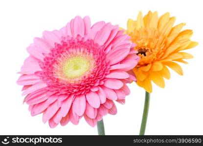 Pink and yellow daisy-gerbera isolated on white