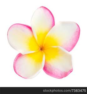 Pink and yellow frangipani plumeria flower with isolated petals on white background