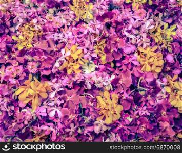 Pink and yellow orchid flower background. Vintage style color effect.