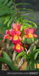 pink and yellow orchids flower. Close up of beautiful orchids blooms in garden