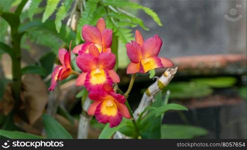 pink and yellow orchids flower. Close up of beautiful orchids blooms in garden
