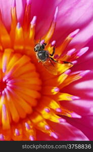 Pink and yellow waterlily, with a closeup bee