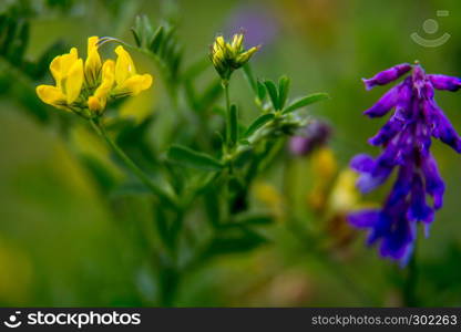 Pink and yellow wild blooming flowers. Beautiful pink and yellow rural flowers in green grass. Meadow with nature rural flowers in meadow in spring time.