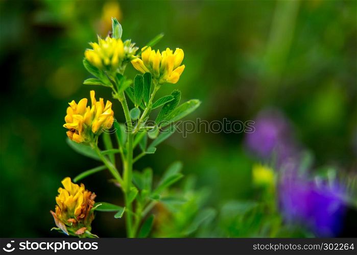 Pink and yellow wild blooming flowers. Beautiful pink and yellow rural flowers in green grass. Meadow with nature rural flowers in meadow in spring time.
