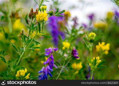 Pink and yellow wild blooming flowers. Beautiful pink and yellow rural flowers in green grass. Meadow with nature rural flowers in meadow in spring time.