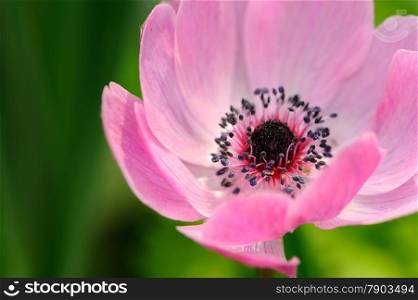 Pink anemone closeup against green background