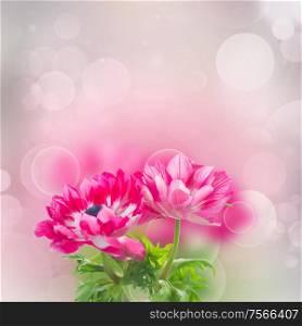 pink anemone flowers on violet bokeh background