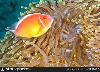 Pink Anemonefish, Amphiprion perideraion, Magnificent Sea anemone, Ritteri anemone, Heteractis magnifica, Lembeh, North Sulawesi, Indonesia, Asia