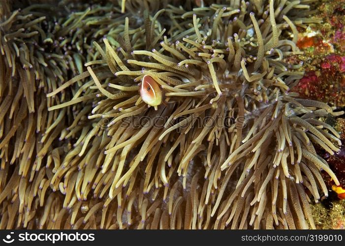 Pink Anemonefish (Amphiprion perideriaion) in sea anemone, North Sulawesi, Sulawesi, Indonesia
