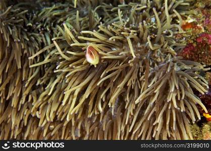 Pink Anemonefish (Amphiprion perideriaion) in sea anemone, North Sulawesi, Sulawesi, Indonesia
