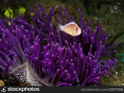 Pink Anemonefish (Amphiprion perideriaion) swimming underwater, North Sulawesi, Sulawesi, Indonesia