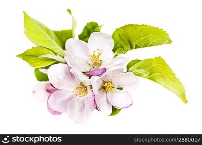 Pink apple blossoms
