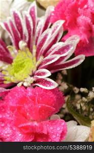 pink aster background closeup nature