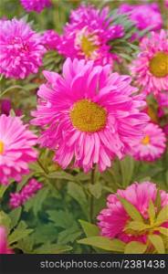 Pink aster growing in the flowerbed. Background with pink asters. Aster in the summer garden. Autumn flowers in the garden. Large gentle pink aster on a green background