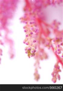 pink astilbe flowers on a white background