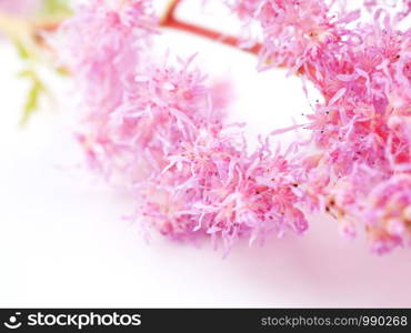 pink astilbe flowers on a white background