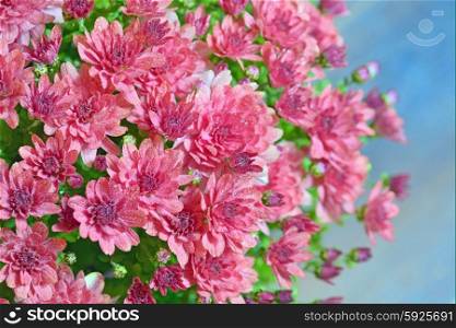pink autumnal chrysanthemum and dew drops