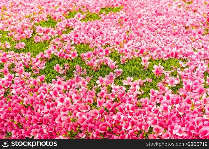 Pink Azalea flower blossom in a park , Japan