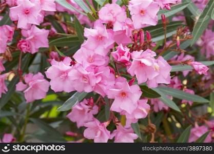 Pink Azalea in bush, close up, horizontal image