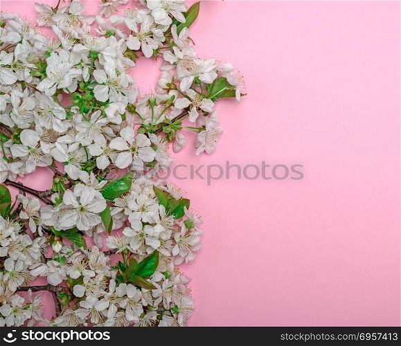 pink background with blooming white cherry twigs, empty space on the right. pink background with blooming white cherry twigs
