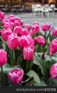 pink beautiful tulips on the street of amsterdam. The Netherlands