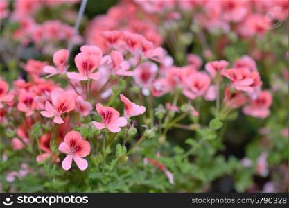 Pink bicolor geraniums in hotchpotch