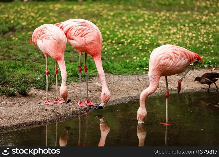 Pink big birds Greater Flamingos, Phoenicopterus ruber, in the water. Flamingos cleaning feathers. Wildlife animal scene from nature. Pink big birds Greater Flamingos, Phoenicopterus ruber, in the water. Flamingos cleaning feathers. Wildlife animal scene from nature.