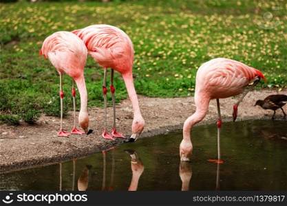 Pink big birds Greater Flamingos, Phoenicopterus ruber, in the water. Flamingos cleaning feathers. Wildlife animal scene from nature. Pink big birds Greater Flamingos, Phoenicopterus ruber, in the water. Flamingos cleaning feathers. Wildlife animal scene from nature.