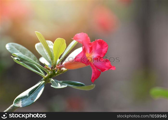 Pink bignonia desert rose flower in the garden or Mock Azalea Impala lily flowers / Adenium kamboja