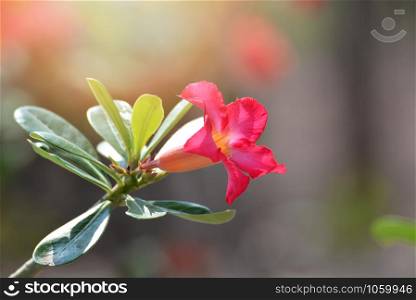 Pink bignonia desert rose flower in the garden or Mock Azalea Impala lily flowers / Adenium kamboja