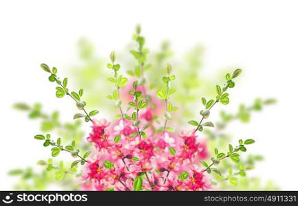 Pink blooming bush on white background