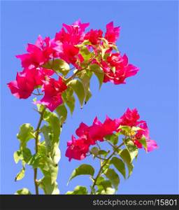 Pink blooming flower against the blue sky.