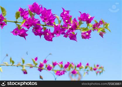 Pink blooming flower against the blue sky.
