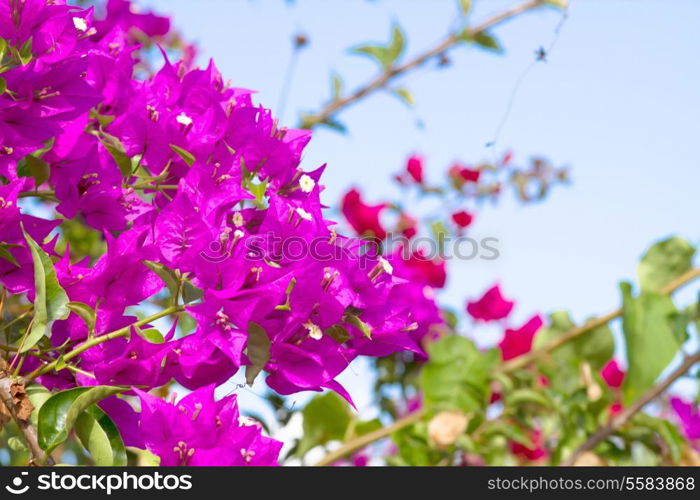 Pink blooming flower against the blue sky.