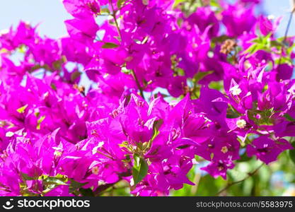 Pink blooming flower against the blue sky.