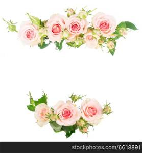 Pink blooming fresh roses frame borders isolated on white background. Violet blooming roses