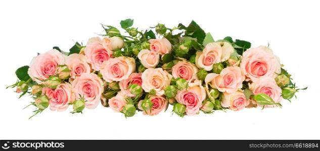 Pink blooming fresh roses row with buds and leaves isolated on white background. Violet blooming roses