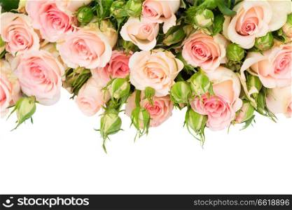 Pink blooming fresh roses with buds and green leaves border isolated on white background. Violet blooming roses