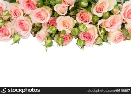 Pink blooming fresh roses with buds and leaves border isolated on white background. Violet blooming roses