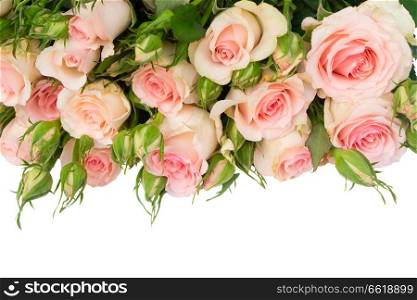 Pink blooming fresh roses with buds border isolated on white background. Violet blooming roses