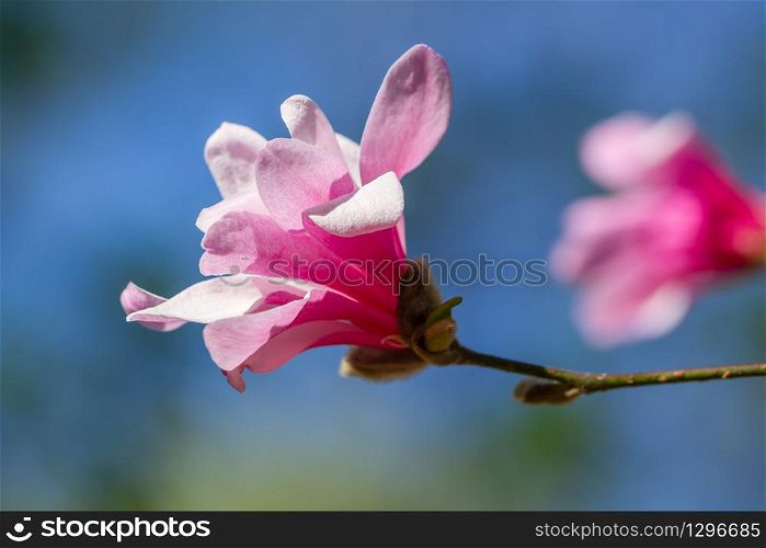 Pink blooming magnolia on a background of blue sky