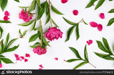 pink blooming peonies with green leaves, petals on a white background, top view