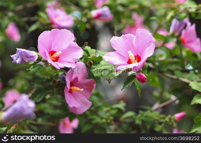 Pink blooms of hibiscus in the city park