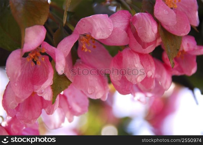 Pink blossom of an apple tree with rain drops