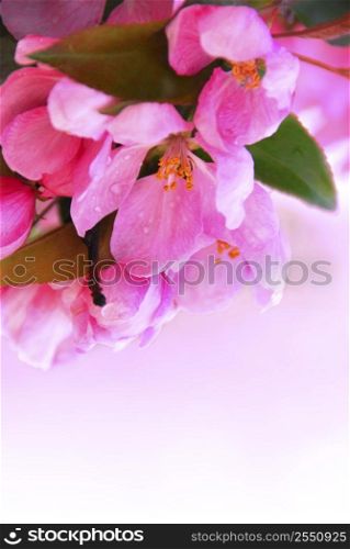 Pink blossom of an apple tree with rain drops, white space for copy
