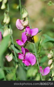 Pink blossom sweet pea flowers