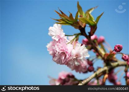 Pink blossoming twig of cherry tree in sunny spring garden (closeup).