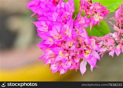 Pink bougainvillea flower
